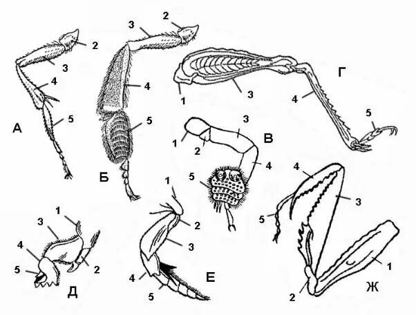 Строение конечностей рисунок