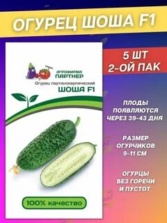 Огурцы сорт платоша