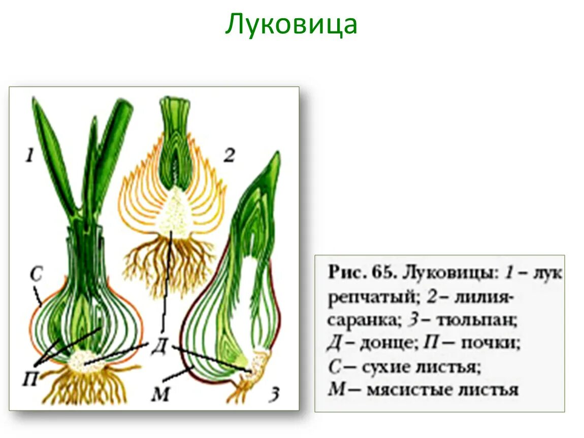 Какие листья у луковицы