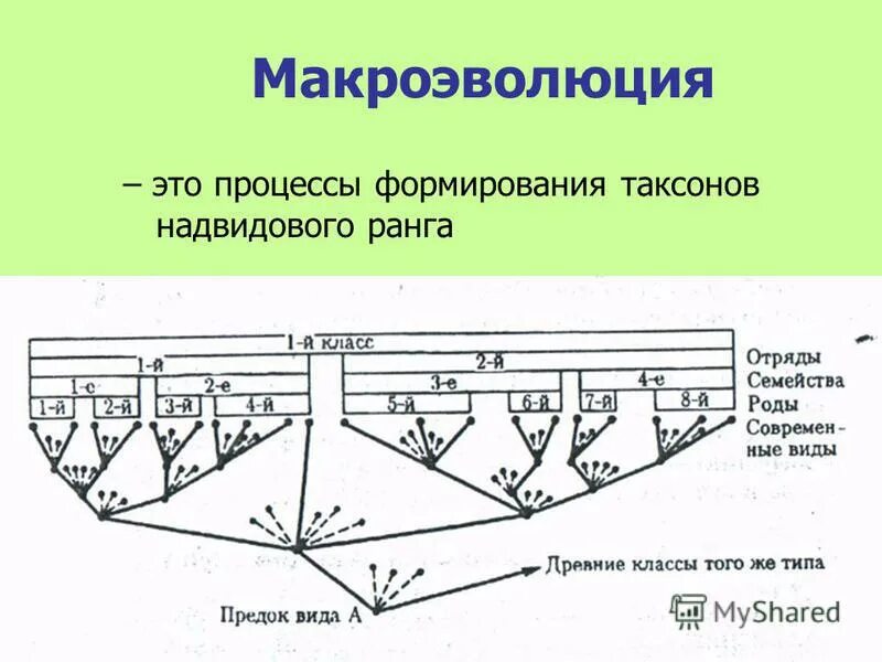Макроэволюция это. Макроэволюция это