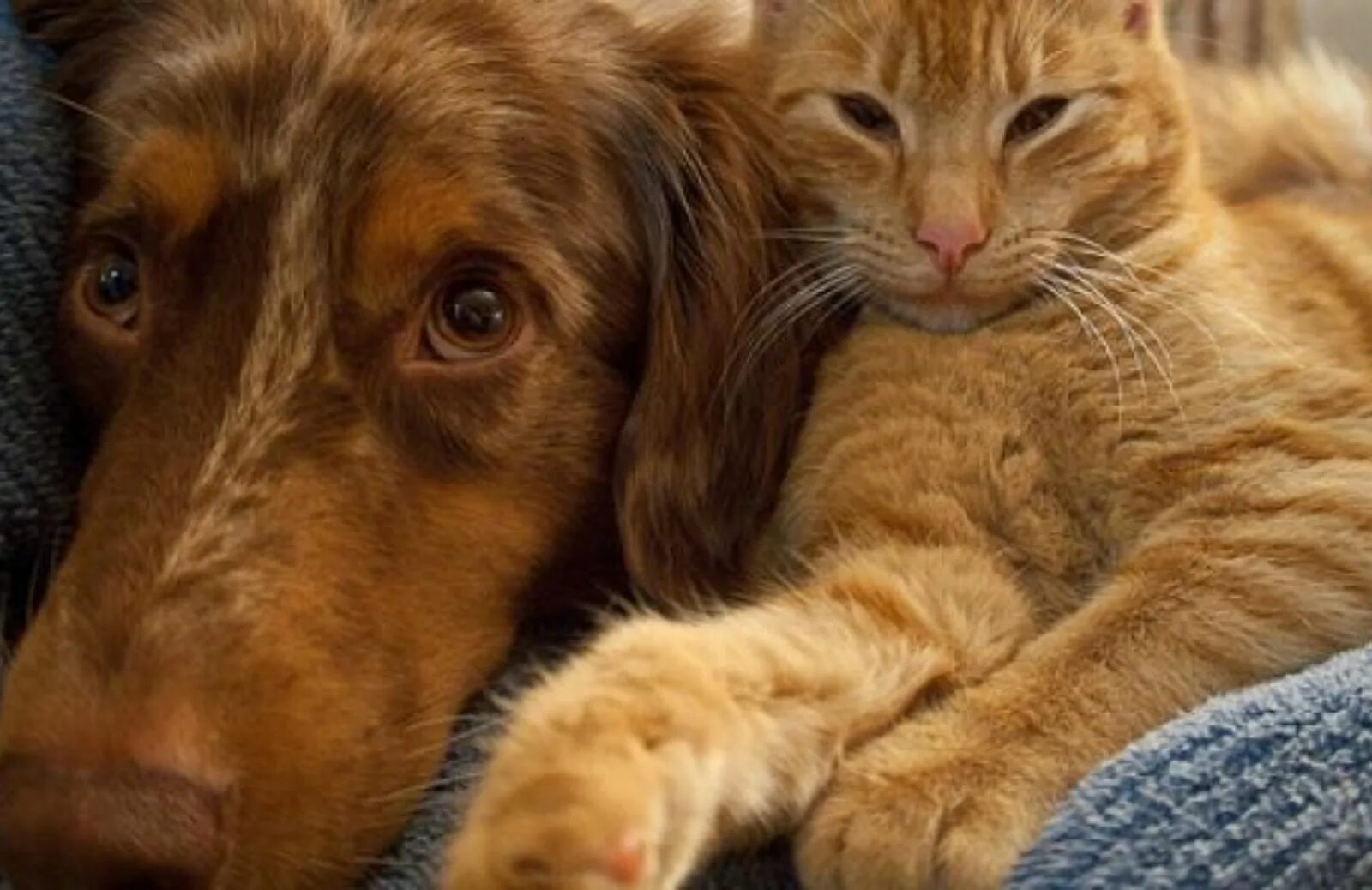 Собака с кошкой. Кошки и собаки. Рыжий кот и собака. Рыжий кот и собака вместе. Эмоции кошек и собак.