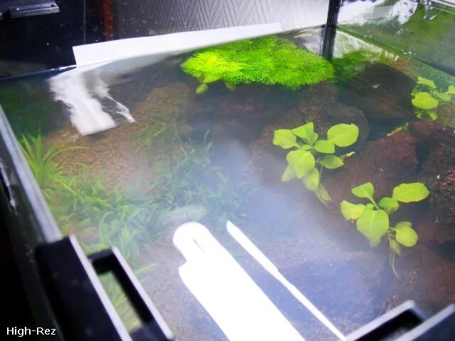 Почему образуется пленка на воде. Пленка для аквариума. пленка на воде. зеленая пленка на поверхности аквариума.