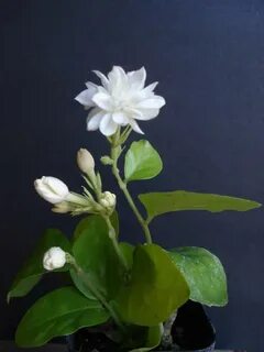 Самбаки