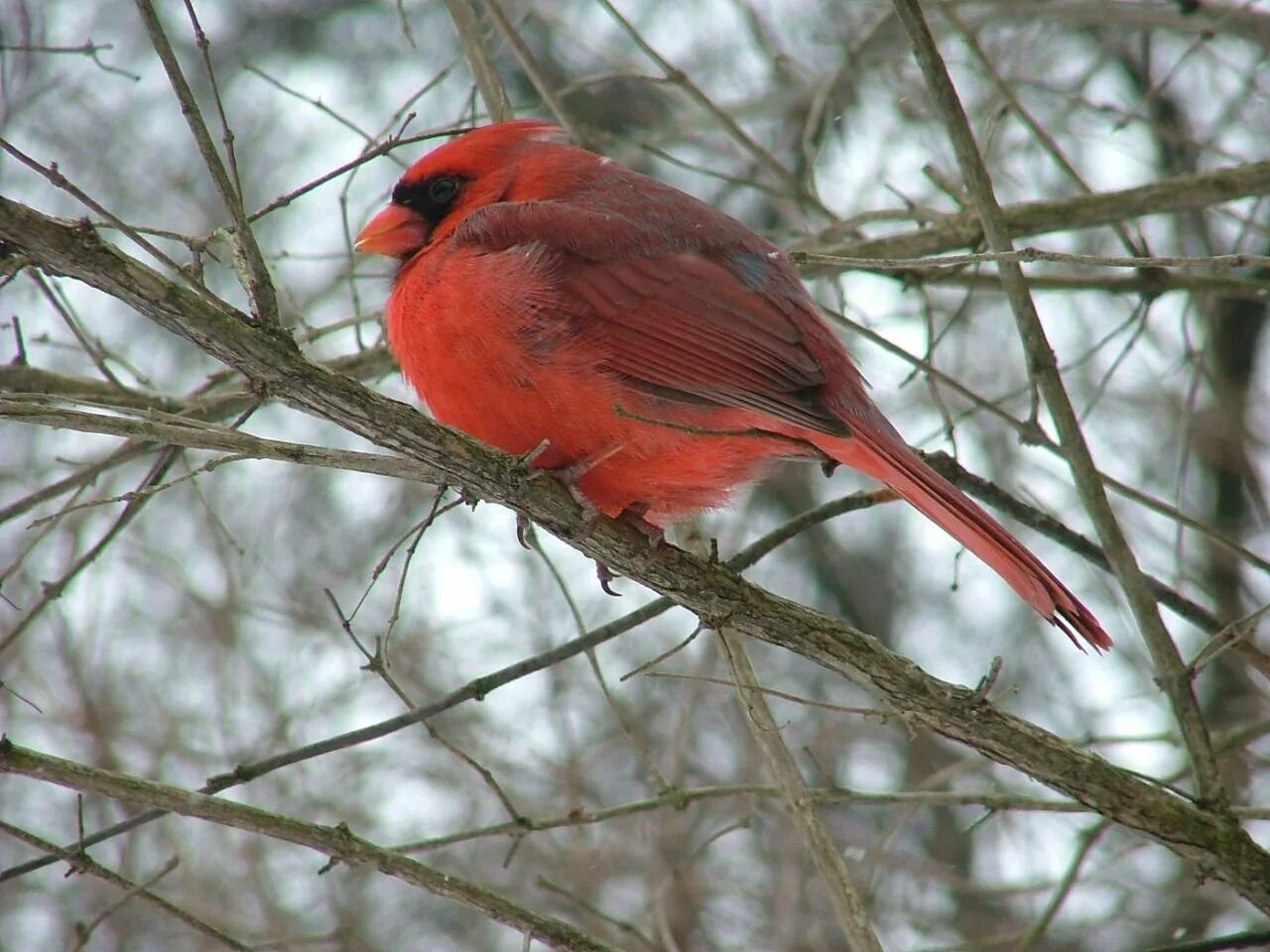 Птица с красной грудкой. Красная птичка похожая на воробья. Красная птица в Подмосковье. Птичка похожая на снегиря.