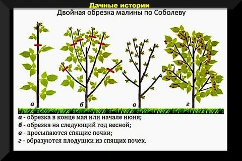 Как правильно делать обрезку ремонтантной малины