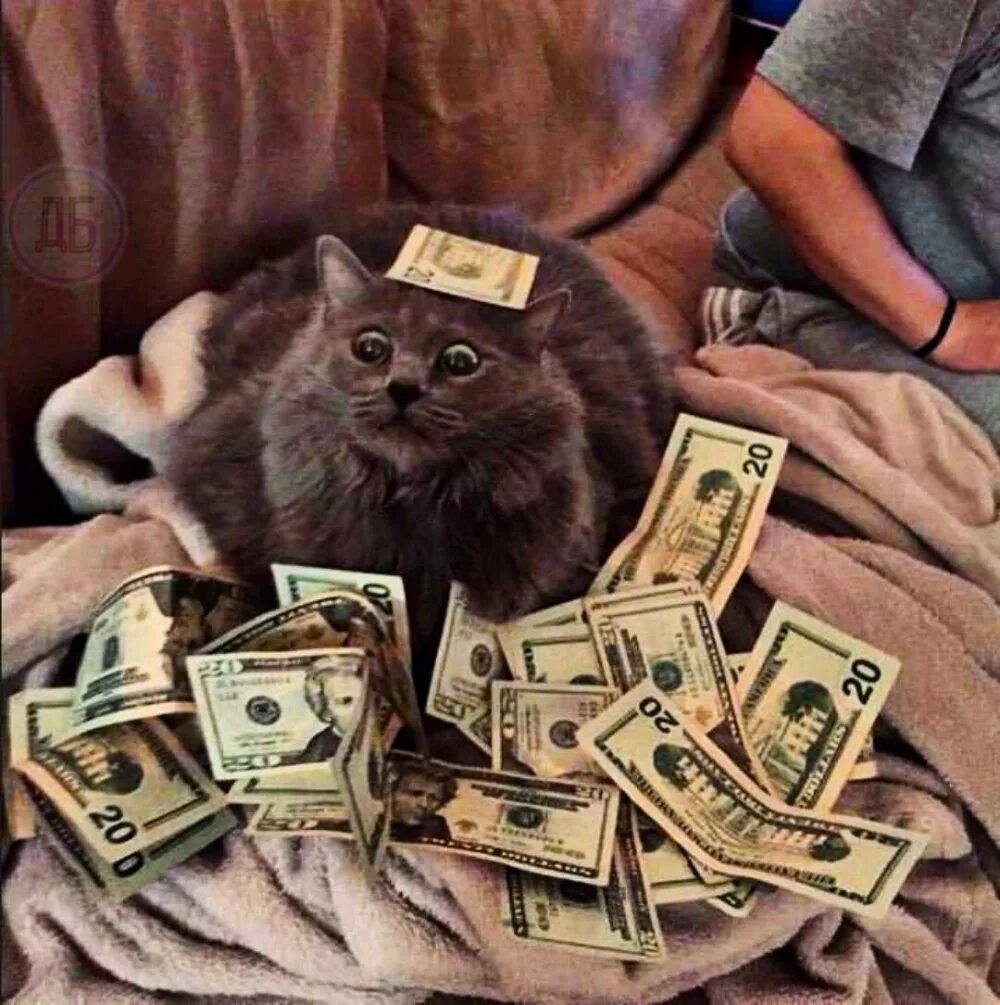 Возьми бабло. Денежный кот. Кот с деньгами. Деньги прикол. Получил зарплату.