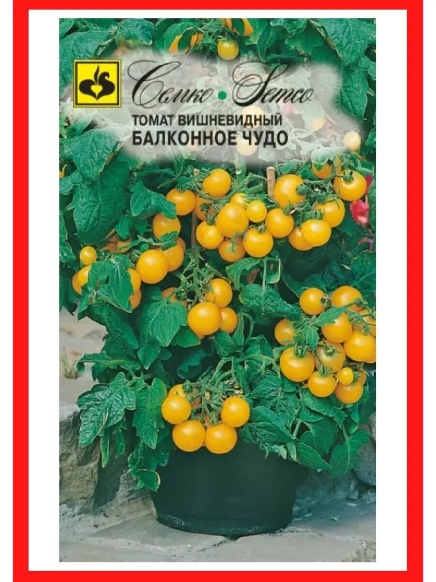 Семена томатов для балкона. Томат черри балконное чудо. Балконное чудо помидоры Семко. Томат балконное чудо желтое Семко. Семена томат балконное чудо.