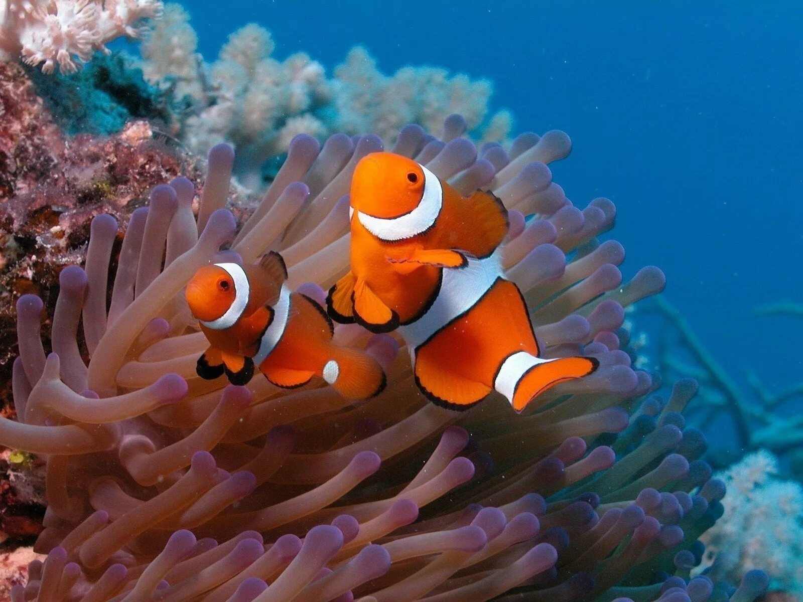 Рыба клоун в актинии. Коралловый риф рыба клоун. Рыба клоун и актиния симбиоз. Рыба-клоун и морской анемон.