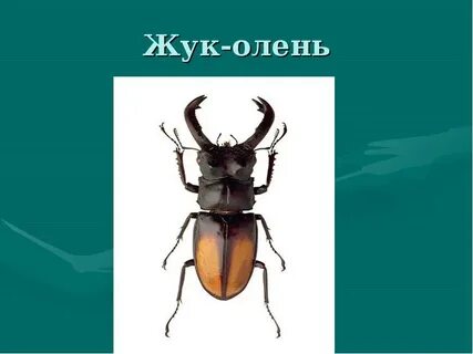 Олену жук