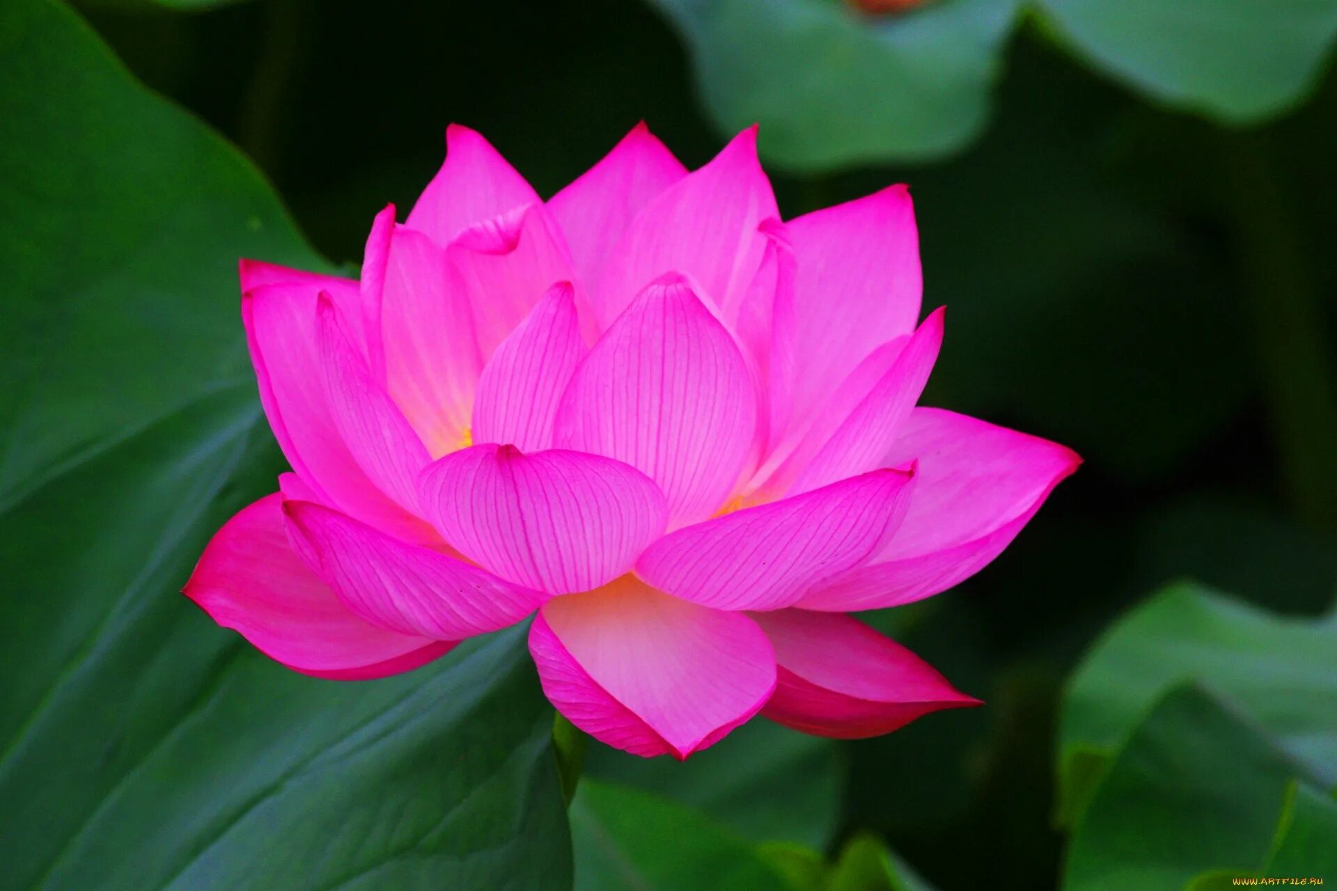 Растение цветок лотос. Лилия lotus queen (лотосовый гибрид). Лотос священный цветок востока. Девятилепестковый лотос. Розовый лотос египетский.