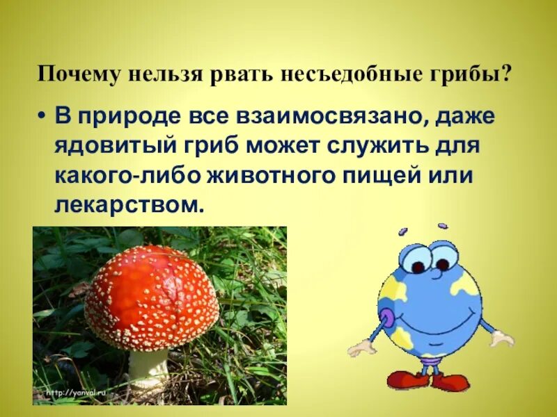 Взаимо связано. В природе все взаимосвязано. В природе всё взаимосвязано доклад. В природе всё взоимо связоно. Почему нельзя срывать грибы.