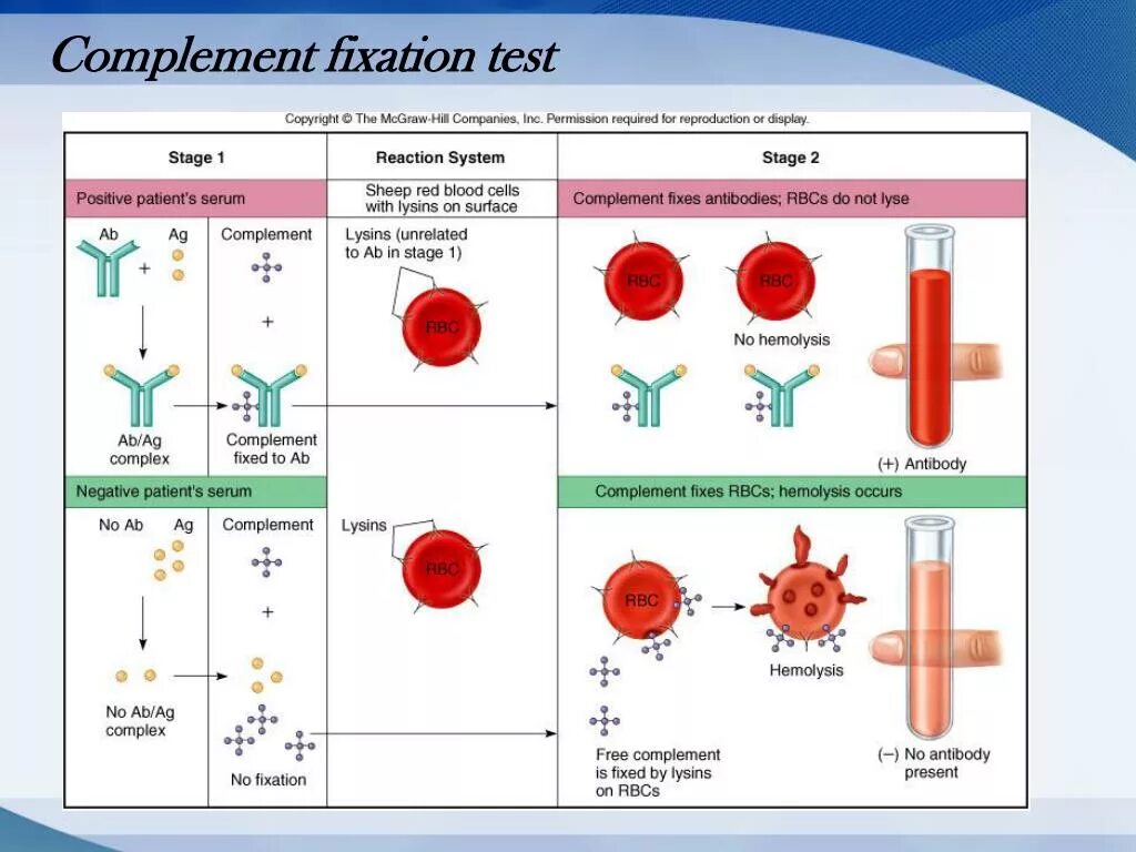 Test of can. Complement fixation test. complement fixation reaction. риа иммунология. antibody production.