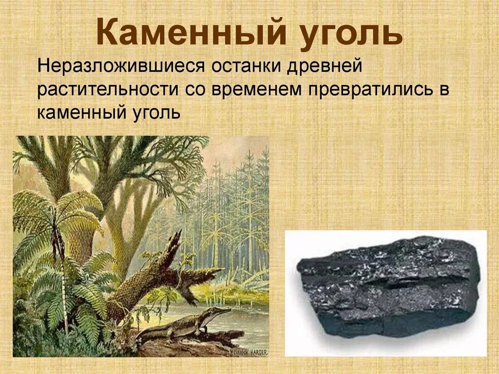 Когда появились растения. Древние растения. Каменный уголь в древности. Каменный уголь происхождение. Первые растения на суше.
