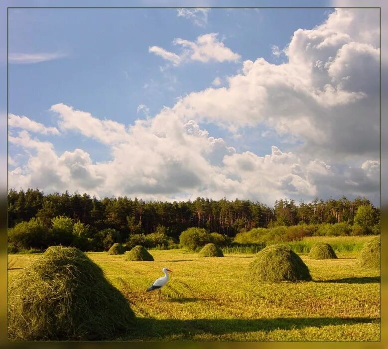 Свежескошенное сено. Лето в деревне сенокос. Луга сенокос. Деревня поле сенокос. Сенокосные пойменные Луга.