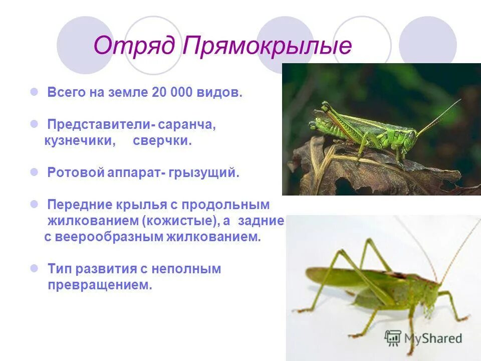 Тип развития прямокрылых насекомых. Прямокрылые тип превращения. отряд прямокрылые крылья. отряд прямокрылые среда обитания. отряд прямокрылые саранча.
