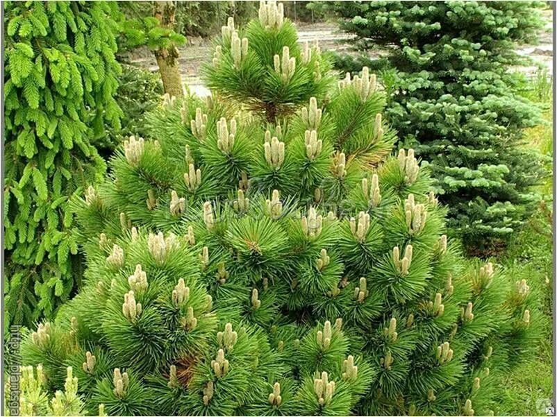 Сосна нигра описание. Сосна черная Hornibrookiana. Сосна Pinus nigra. Pinus nigra 'Hornibrookiana'. Pinus nigra (сосна чёрная) 'Nana'.