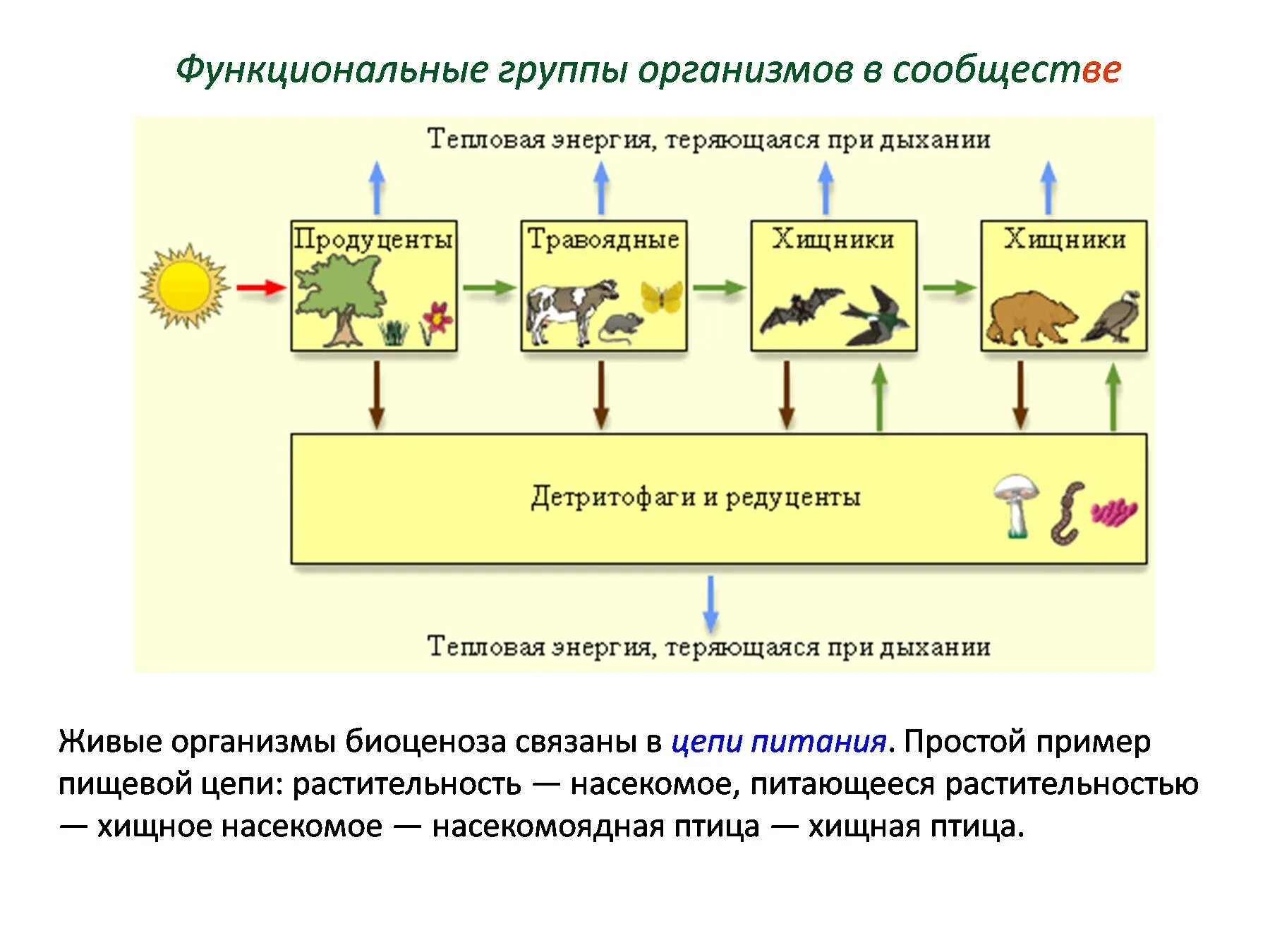 Цепь питания продуценты консументы редуценты. Пищевые связи естественной экосистемы. Функциональные группы организмов в сообществе. Группы организмов в экосистеме.
