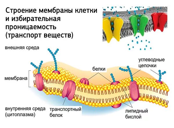 Каким номером обозначена структура обладающая избирательной проницаемостью. Каким номером обозначена структура обладающая избирательной проницаемостью