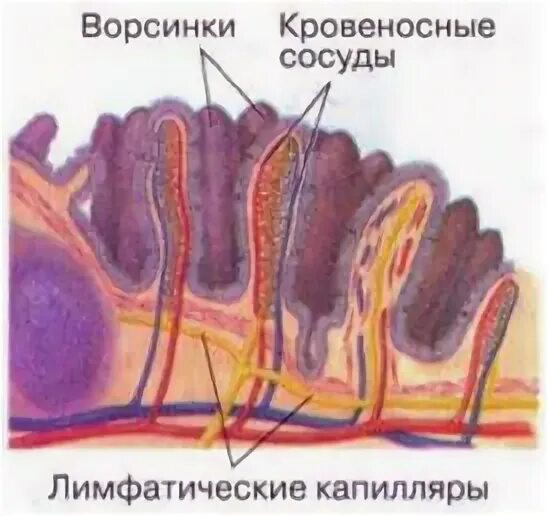 Эпителий ворсинок кишечника