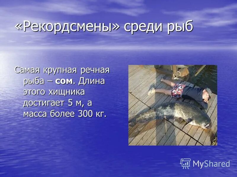 Анекдот про учителя биологии и рыбу пилу. Анекдот про учителя биологии и рыбу пилу. Анекдот про учителя биологии и рыбу пилу. Прикольные анекдоты про учителей. Анекдот про учителя биологии и рыбу пилу.