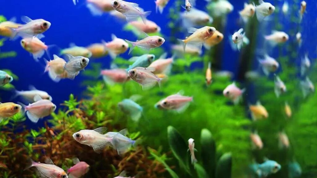 Аквариум пресный. Fish Tank. Перенаселение в аквариуме. Аквариумные растения для начинающих аквариумистов неприхотливые. Пенится вода в аквариуме