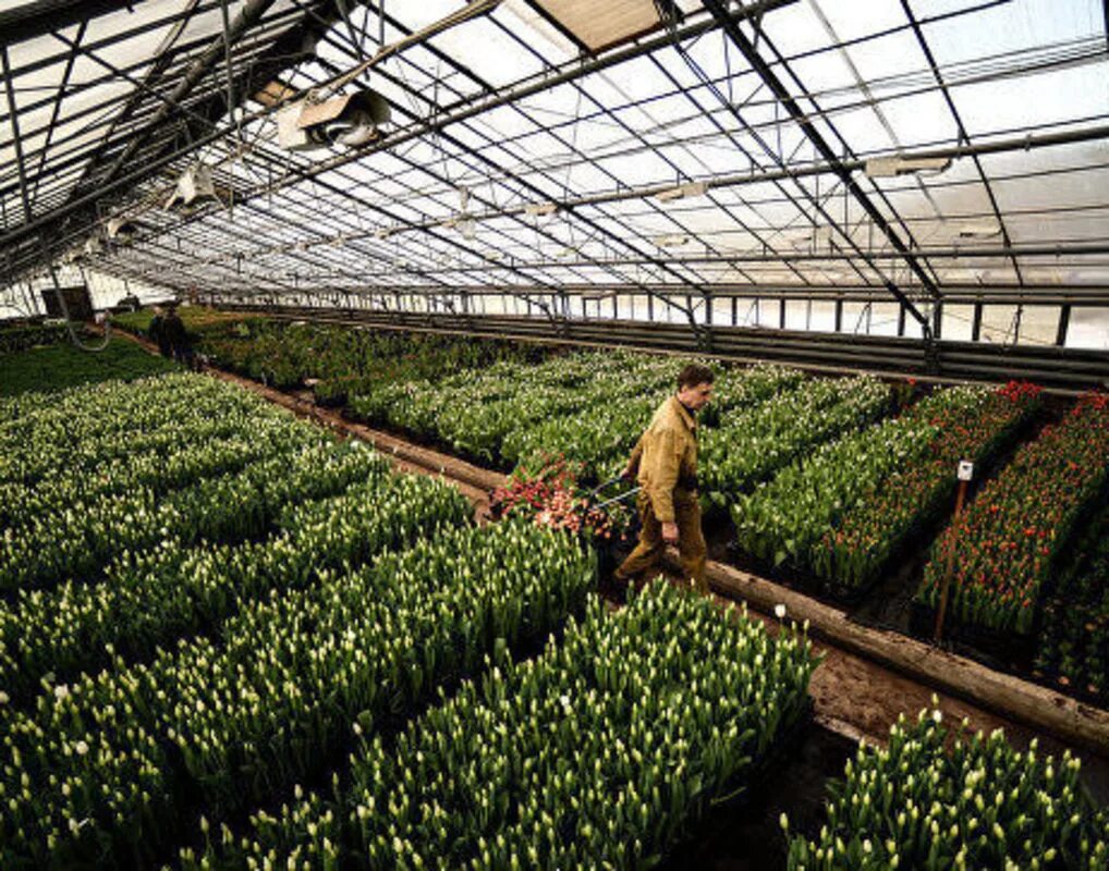 солнечнодольск теплицы солнечный дар. холдинг экокультура. тепличный комплекс. теплицы солнечнодольск ставропольский край. апх экокультура воскресенск.