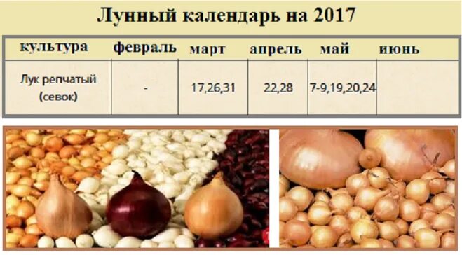 Какого числа сажать лук. Лук севок посадка весной в открытый грунт. Когда можно сажать лук севок