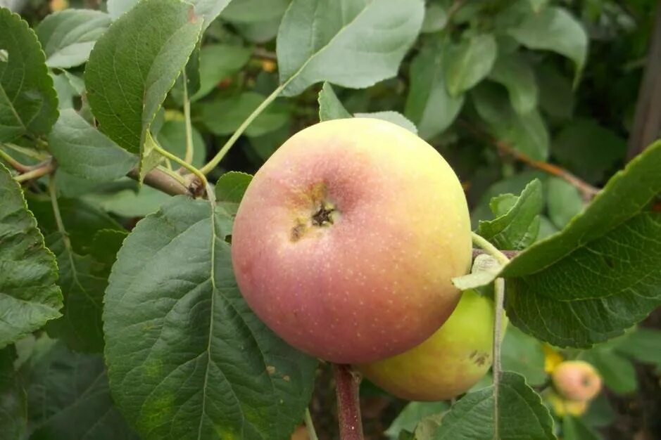 Яблоня полукультурная подарок садоводам. Сорт яблони ананасное. Полукультурка подарок садоводам. Яблоня подарок графскому.
