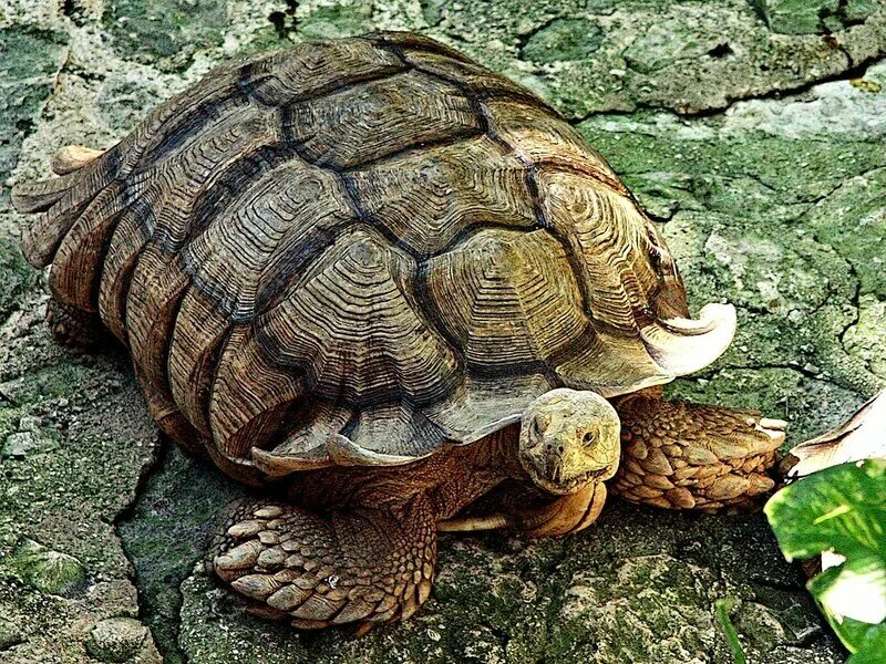 Мексика животные. Batagur borneoensis. Батагур черепаха. Лесная черепаха Сулавеси. Животные Мексики.