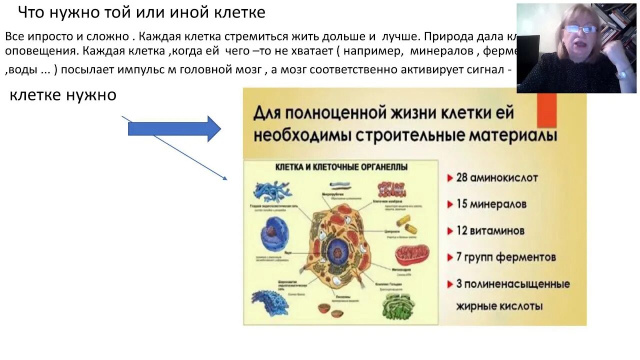 Осуществляют питание клетки. Клеточное питание. Что такое клеточное питание организма. Питание клетки человека. Препараты клеточного питания.