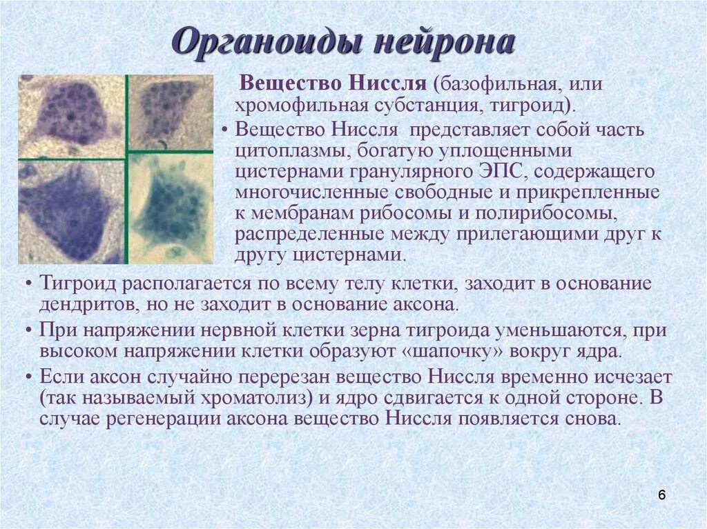 Нервная клетка органоиды