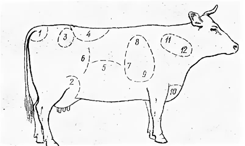 Укол внутримышечно крупного рогатого скота схема. Укол внутримышечно в область шеи КРС. Укол корове внутримышечно. Оценка упитанности КРС.