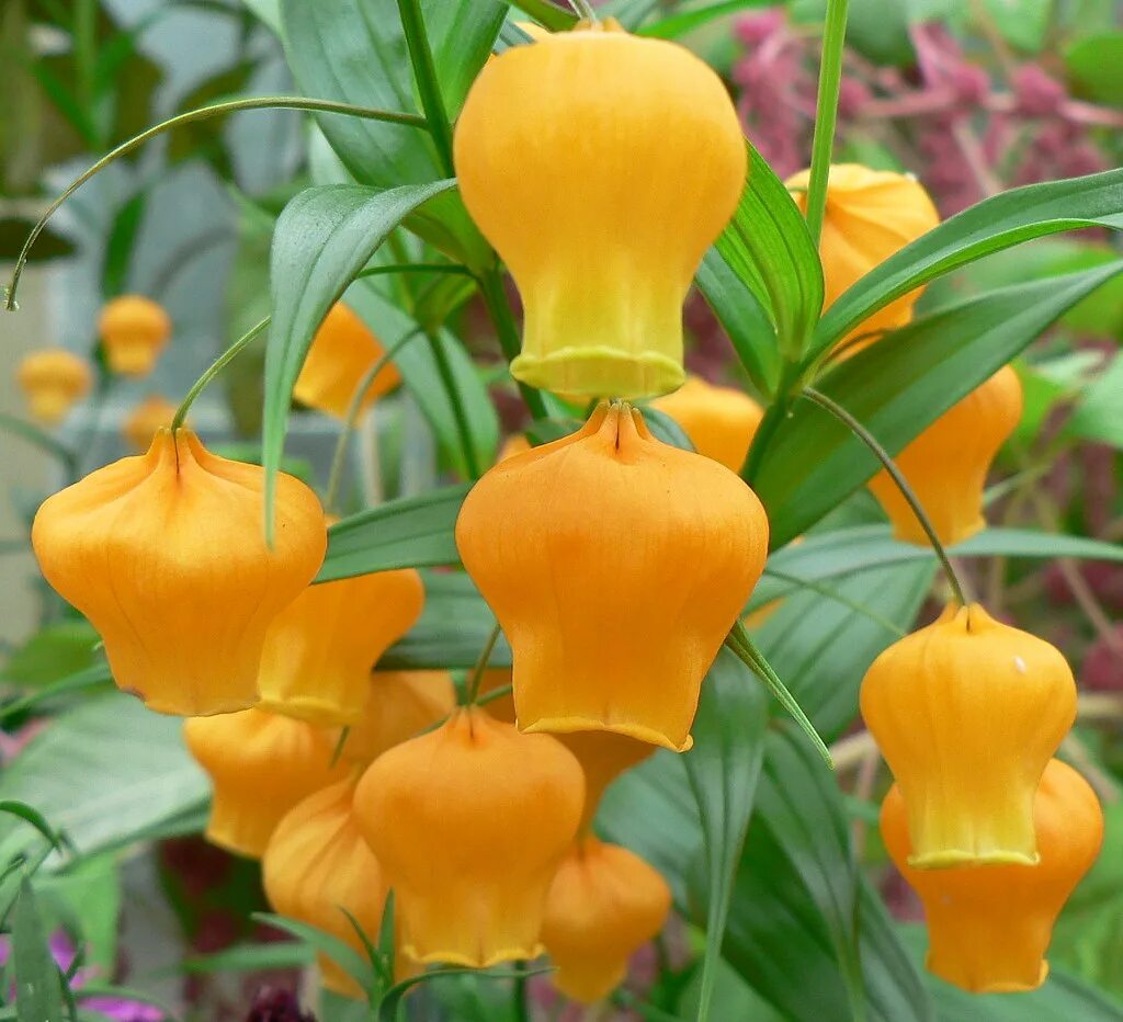 Funning flowers. Сандерсония цветок. Sandersonia aurantiaca. Сандерсония оранжевая золотой. Сандерсония в саду.