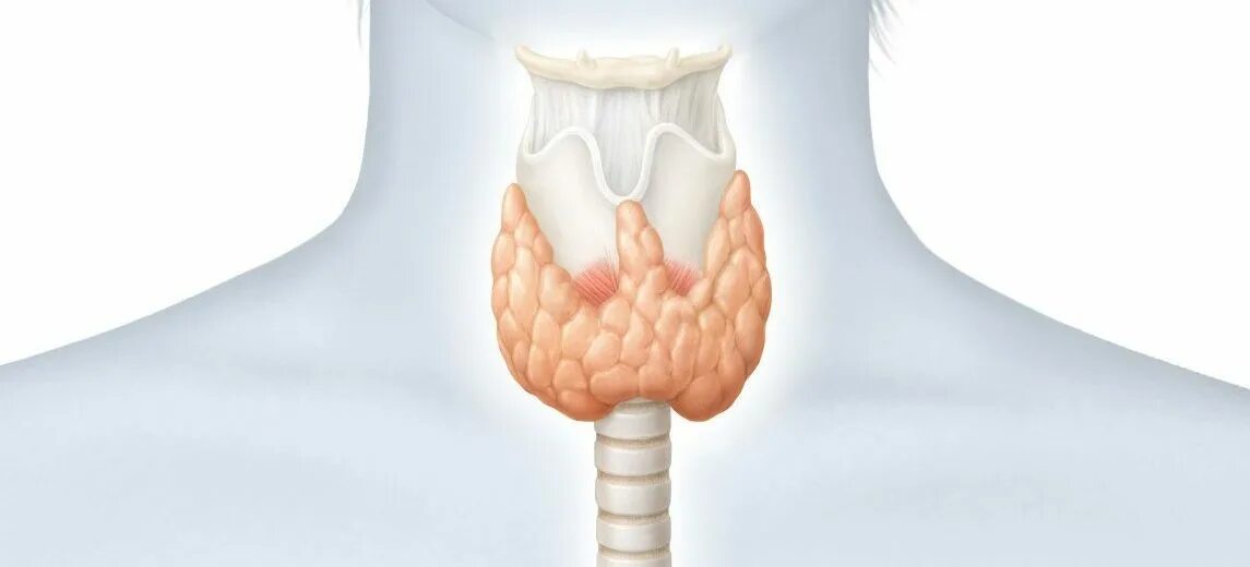 Заболевания щитовидной железы. Трахея и щитовидная железа. Щитовидная железа у женщин. Слабый диффузный