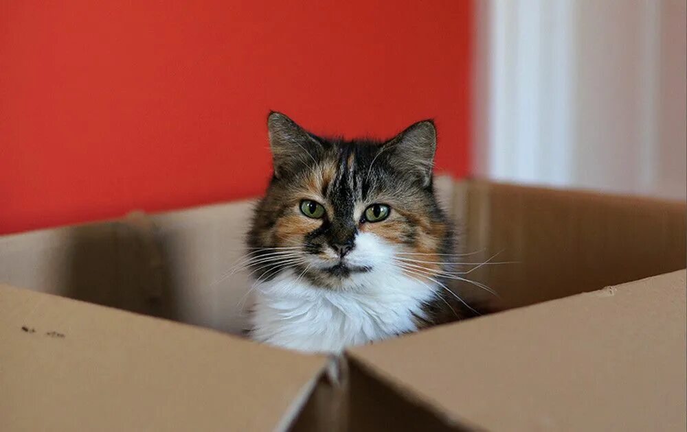 The cat is in the box