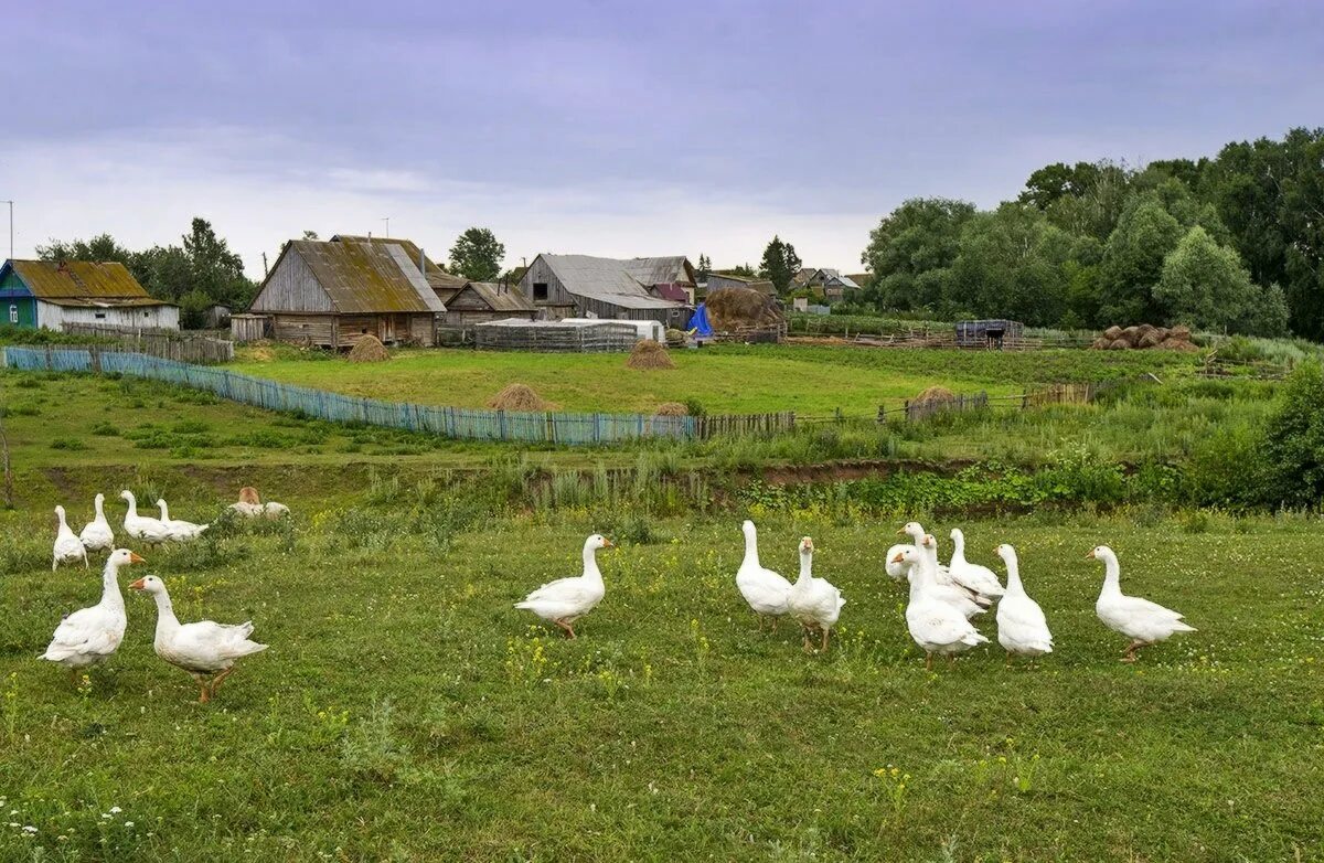 николай добрынин сейчас 2022. к деревне с любовью последнее видео 2023г. парочки в деревне. дело о пропавшей деревне (сериал 2022) ￼. свадьба в деревне.