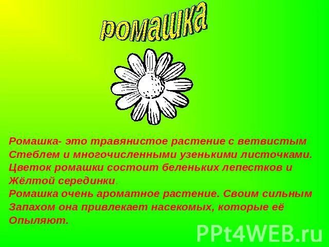 Текст описание ромашки 3 класс. Описание ромашки. Научное описание цветка Ромашка. Текст описание про ромашку 3 класс. Цветок Ромашка в научном стиле.