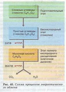 Этапы энергетического обмена происходящие процессы