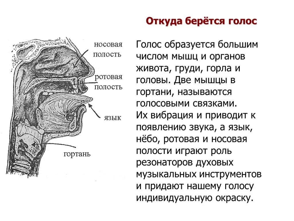 Строение голосового аппарата. Образование звука в гортани. Как образуется голос. Голосовые связки резонаторы. Откуда берется звук