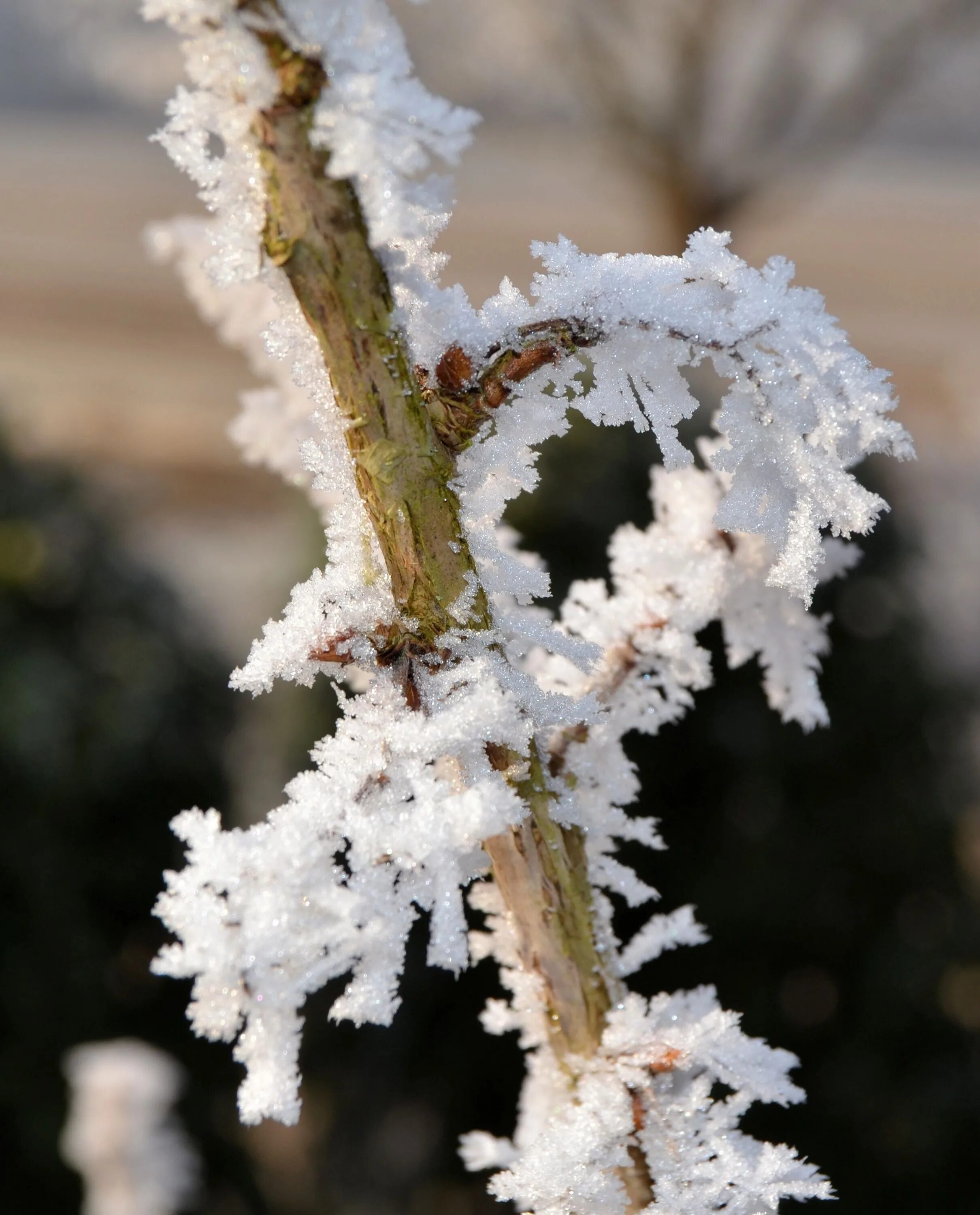 Free Images : tree, nature, branch, snow, winter, flower, frost, ice, weather, f
