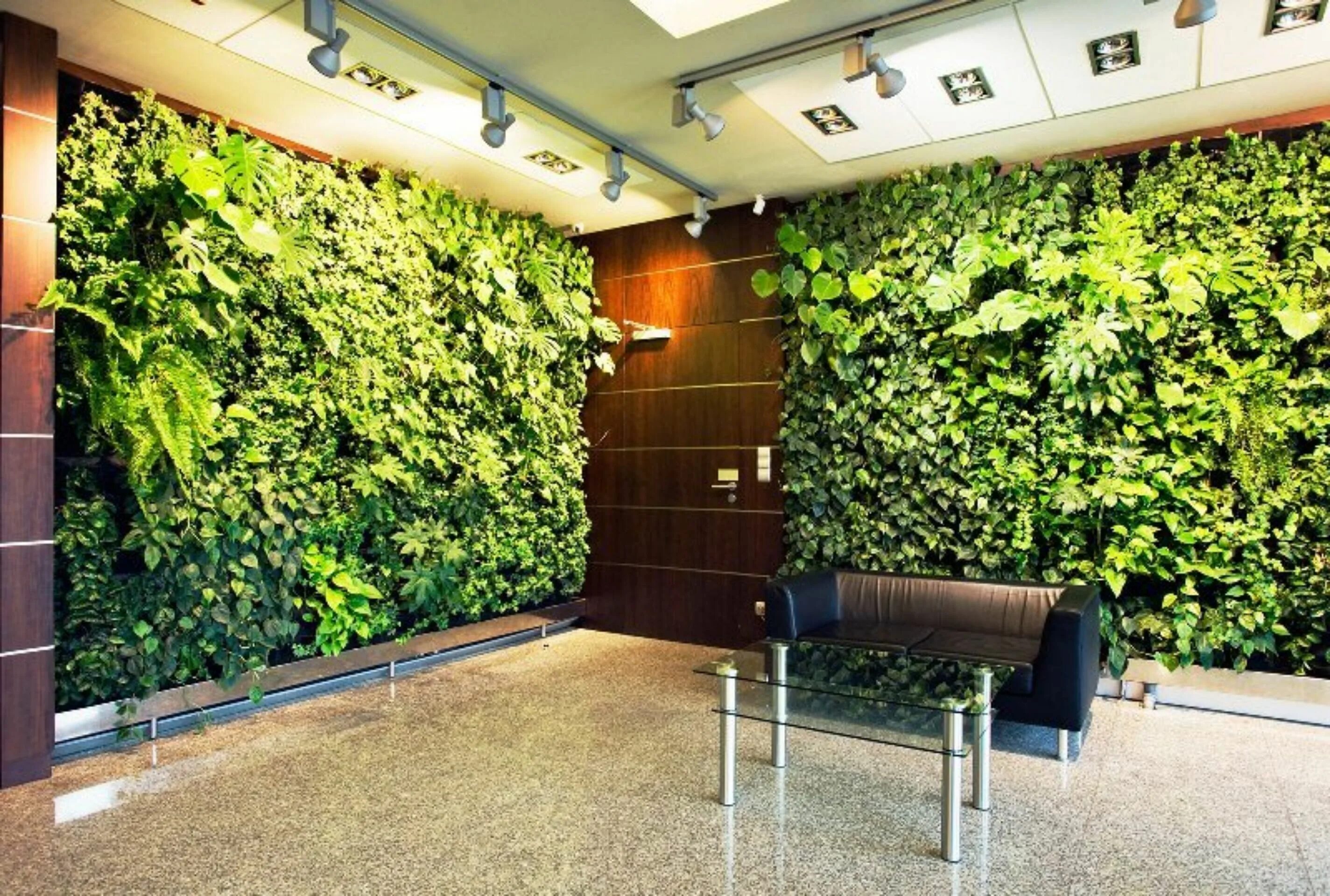 Image result for Pothos (Epipremnum sp.) Artificial vertical garden, Vertical ga