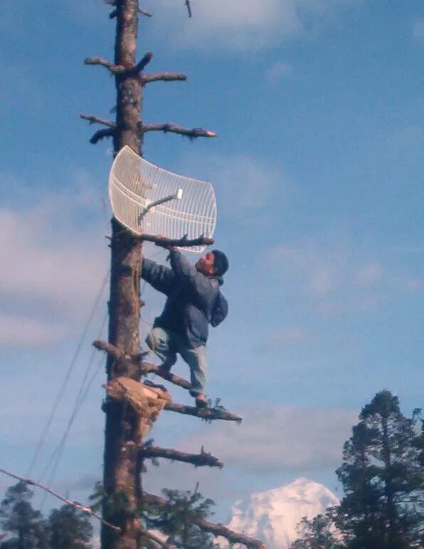 Ловлю интернет на дереве. Ловит связь на дереве. Антенна на дереве. Антенны сотовой связи на дереве. Сегодня интернет ловит