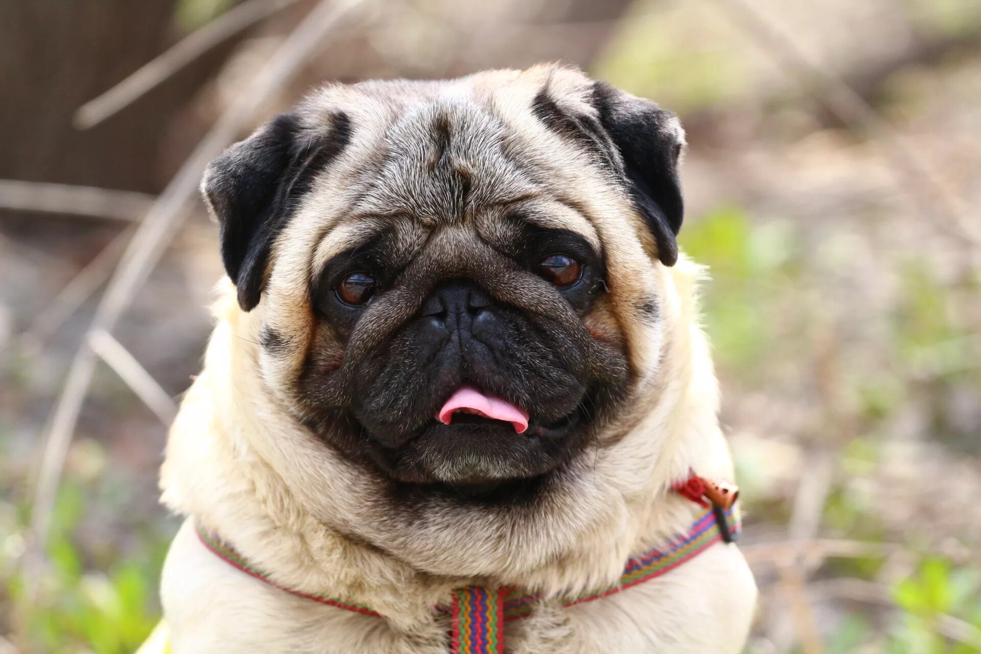 картинки собаки мопс. собачки породы мопс. картинки собаки мопс. мопс. мопс порода мопс.