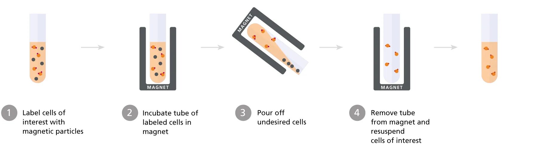 Fluorescence-activated Cell sorting. Magnetic Separation. Magnetic Technology косметика. Cell sorting. Separation перевод