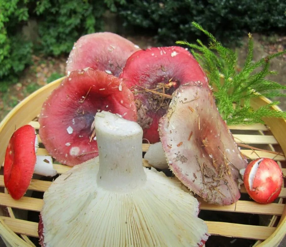 Соленые красные грибы. Сыроежка гриб. Сыроежки грибы приготовление. Сыроежка вкусный гриб. Вареные сыроежки.