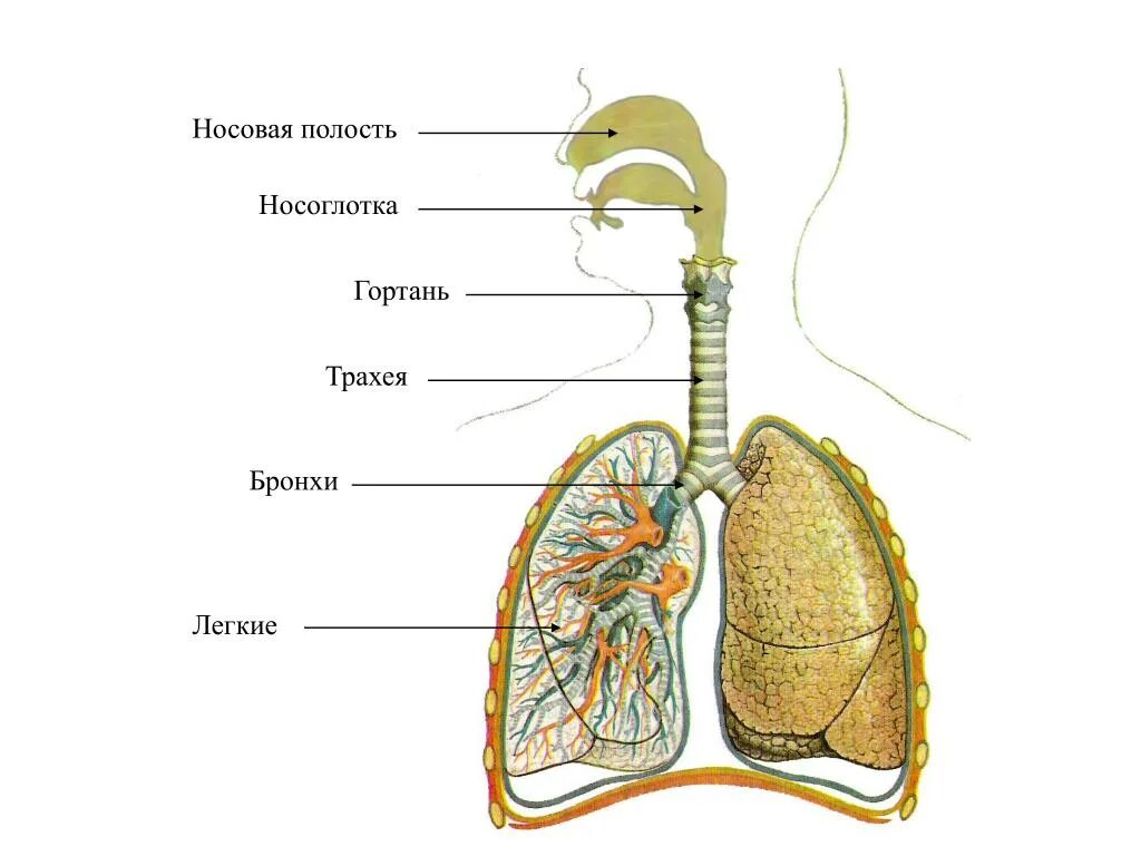 Строение системы органов дыхания человека. Дыхательная система человека трахея и бронхи. Дыхательная система трахея анатомия человека. Система органов дыхания человека 8 класс.