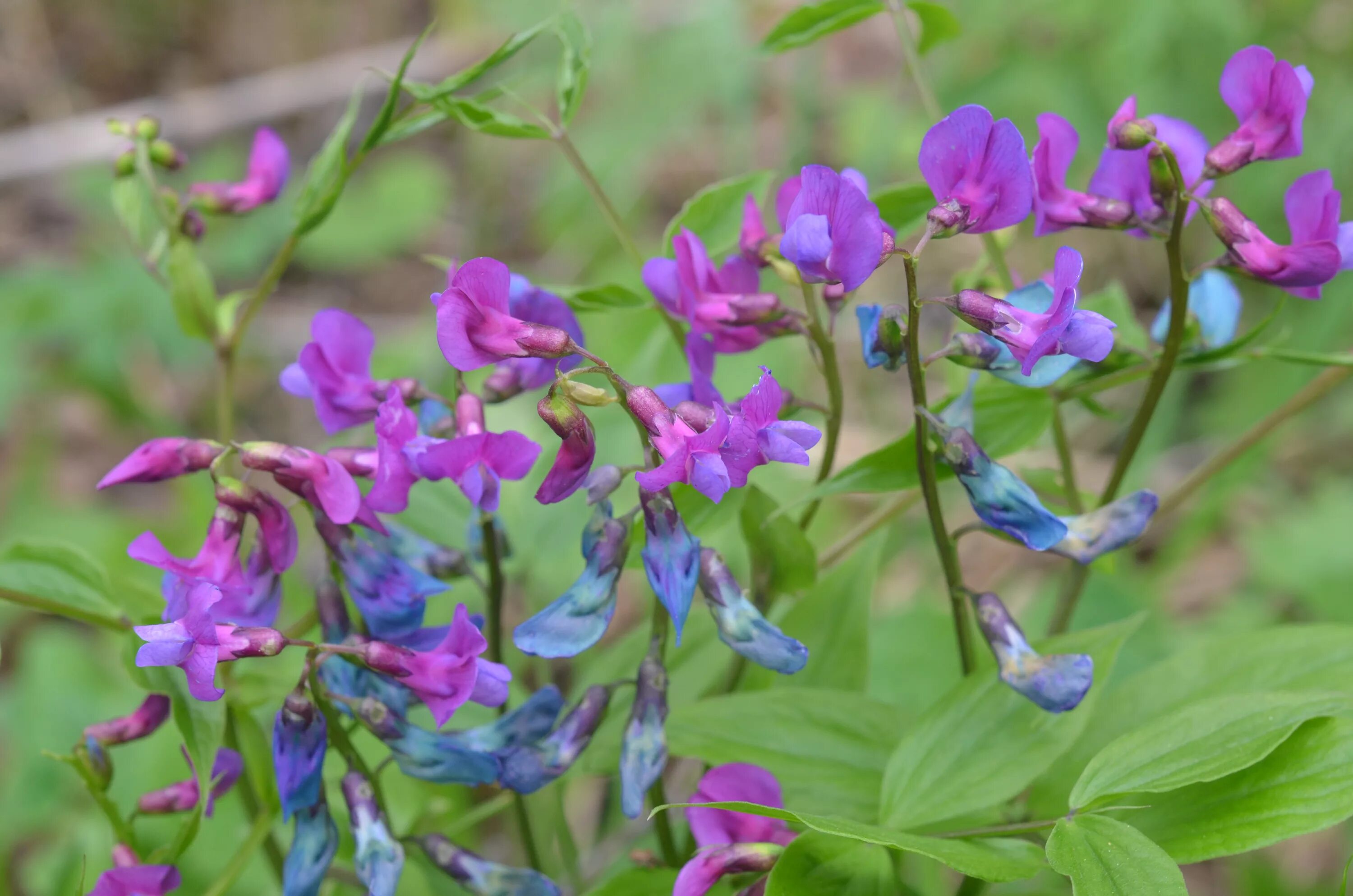 Мое имя во имя мести дорама 2021. Чайне му ен. Чина болотная. Чина клубненосная семена. Чина му ен с мужем.