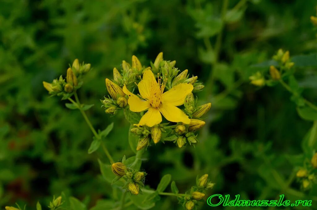 Зверобой золотодолинский. Зверобой безымянный солдат. Воробейник зверобой. Зверобой трёхграннолистный. Зверобой безымянный.