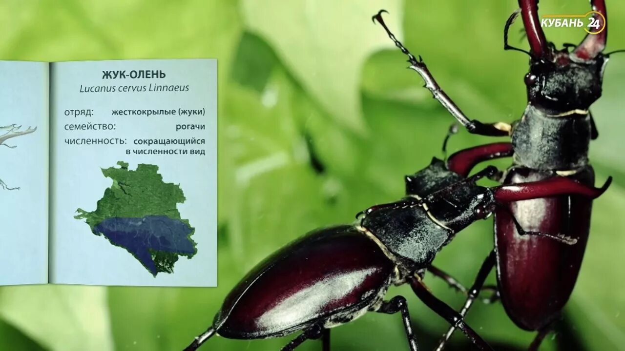 В Костромских лесах появились краснокнижные жуки-носороги и жуки-олени МК Кост