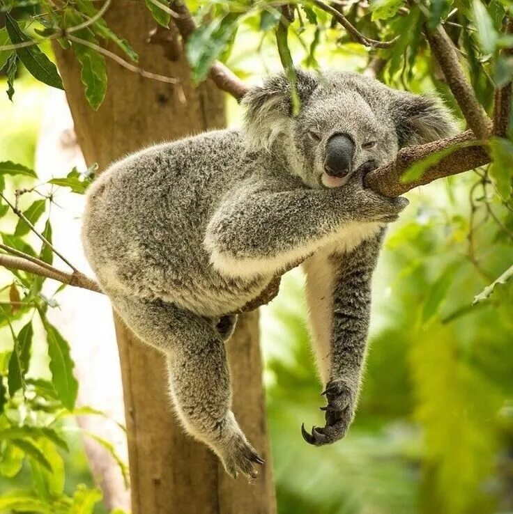 Коала отзывы. Сумчатый медведь коала Австралия. Тигровая коала. Сумчатый Ленивец. Коала хвост.
